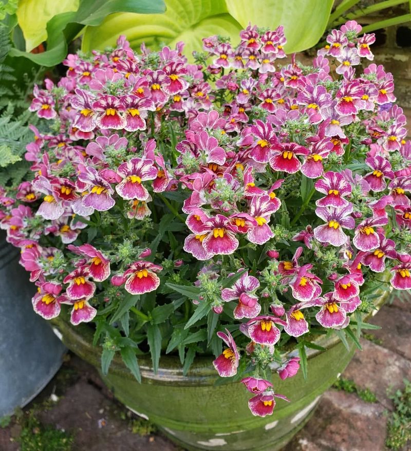 Nemesia