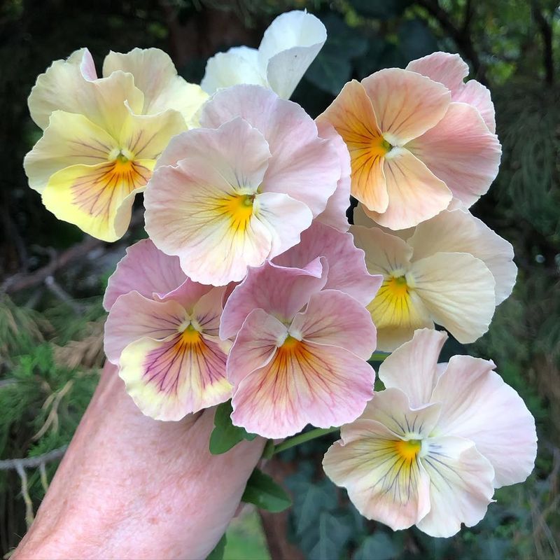 Pansy (Viola × Wittrockiana)