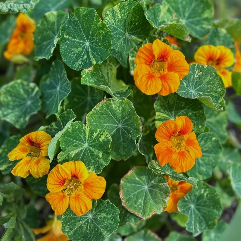 Nasturtium