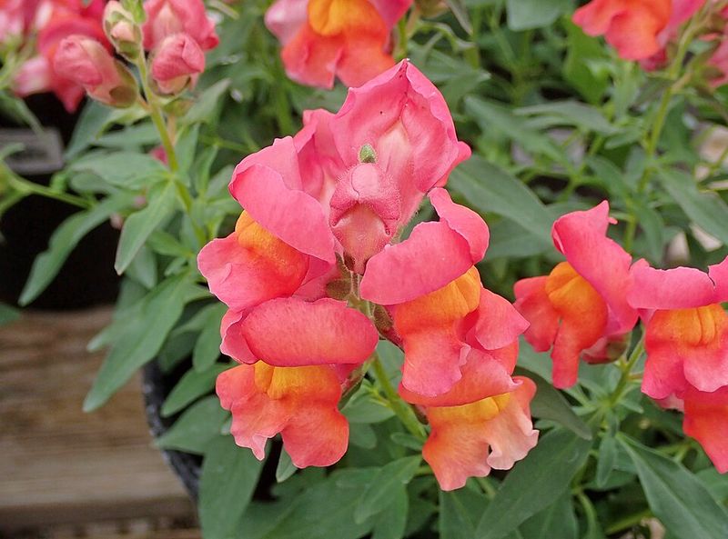 Snapdragons