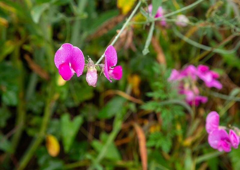 Sweet Peas