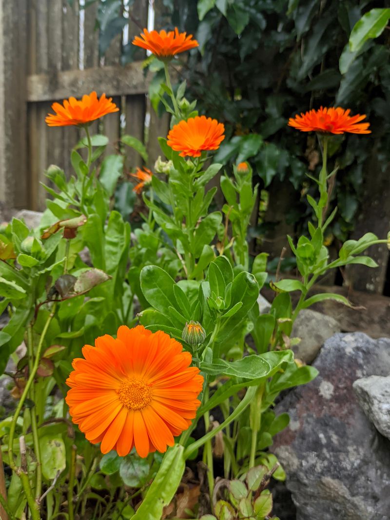 Calendula