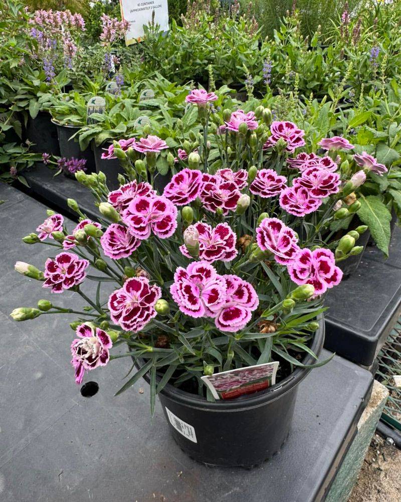 Dianthus