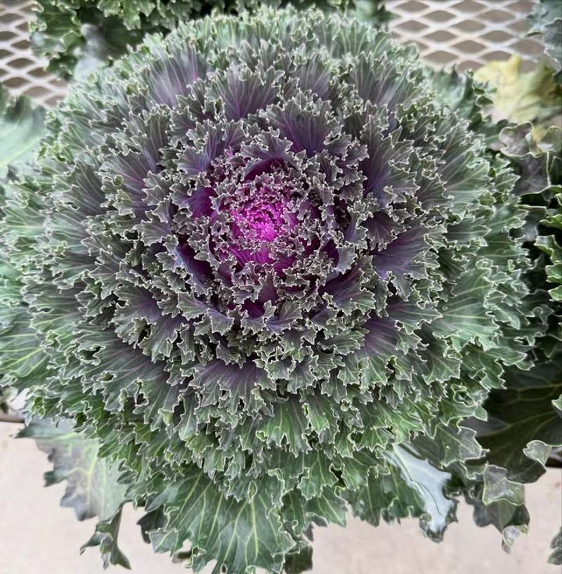 Ornamental Kale and Cabbage