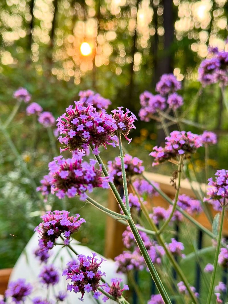 Verbena