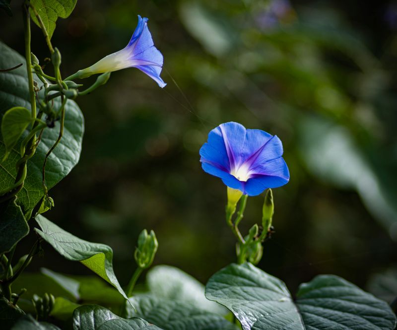 Morning Glory (Heavenly Blue)