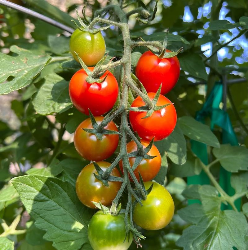 Cherry Tomatoes