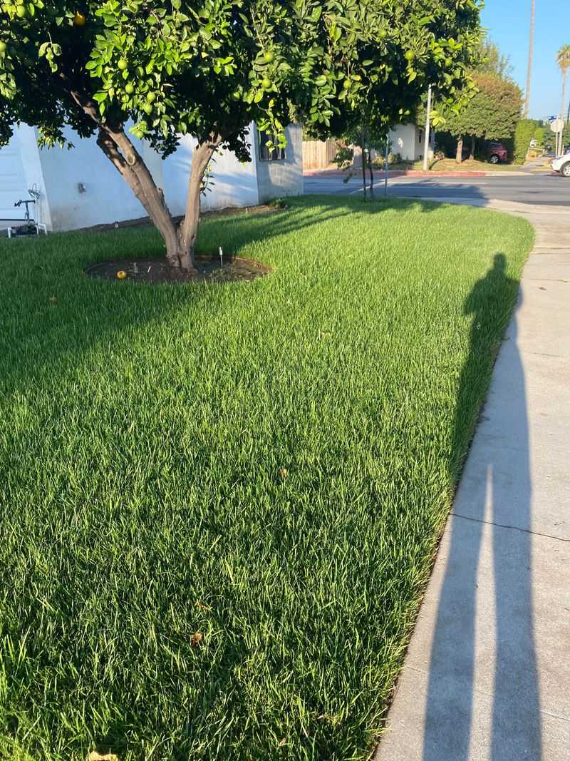 Traditional Lawn Grass (Turfgrass)