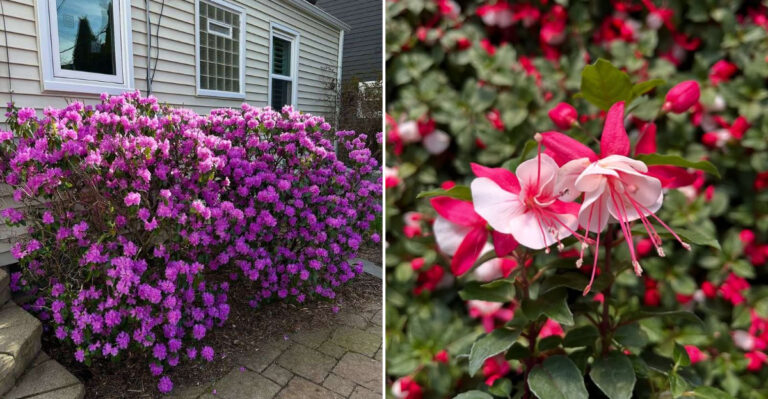 popular plants ditched in california