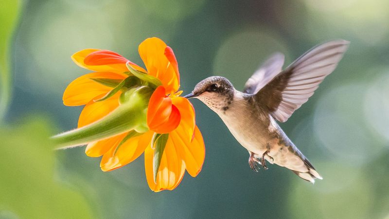 Hummingbirds Hover Under Legal Shield