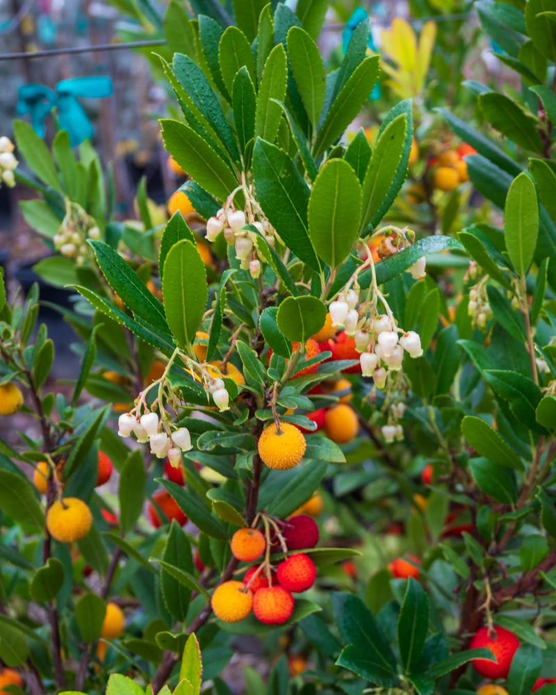 Strawberry Tree (Arbutus Unedo)