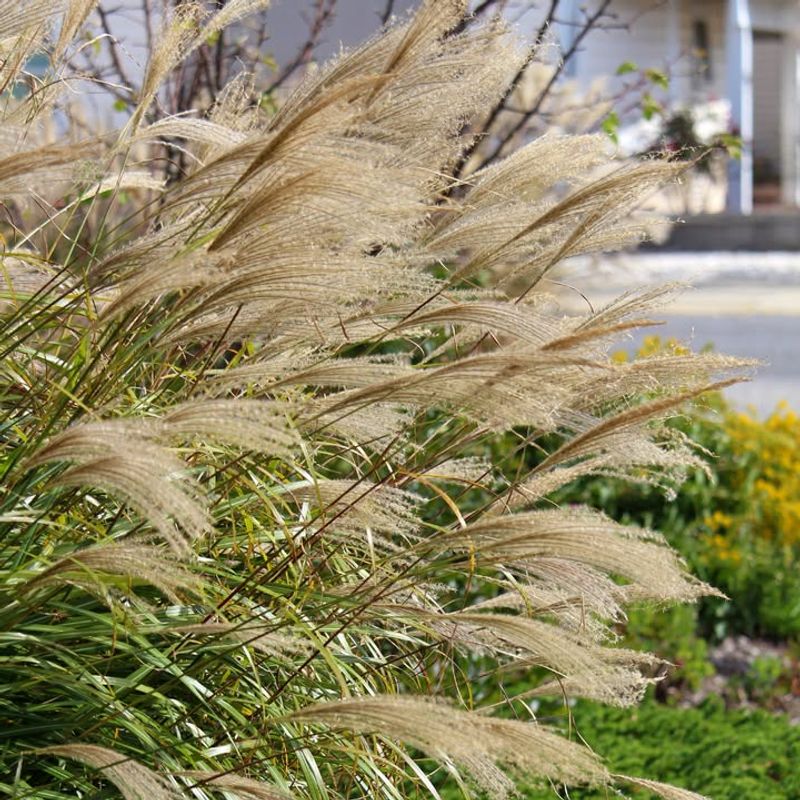Ornamental Grasses
