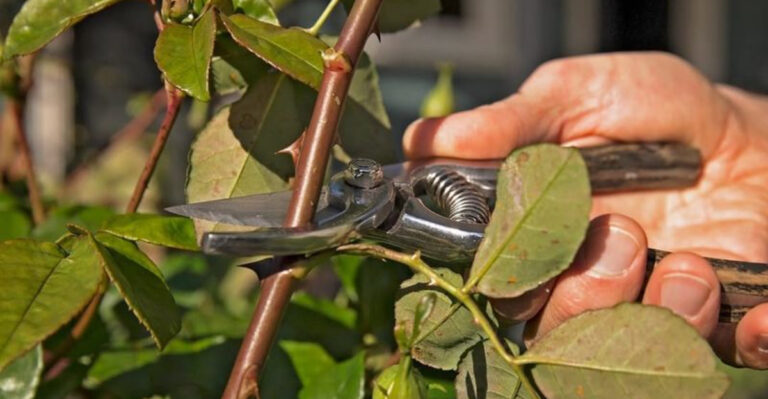 pruning rose bush