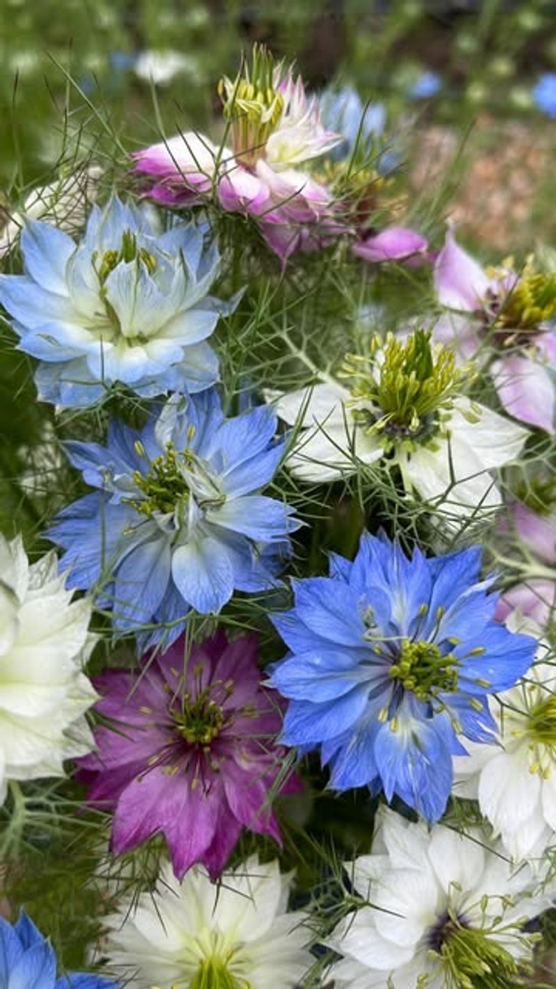 Love-In-A-Mist