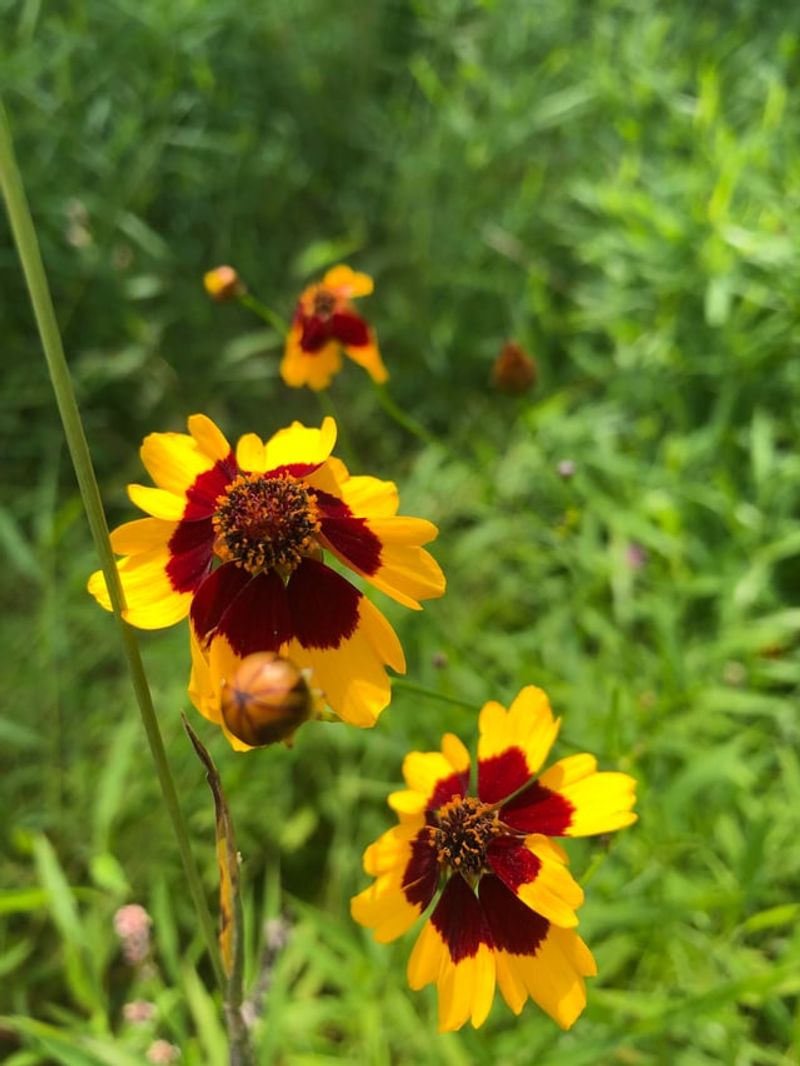 Plains Coreopsis