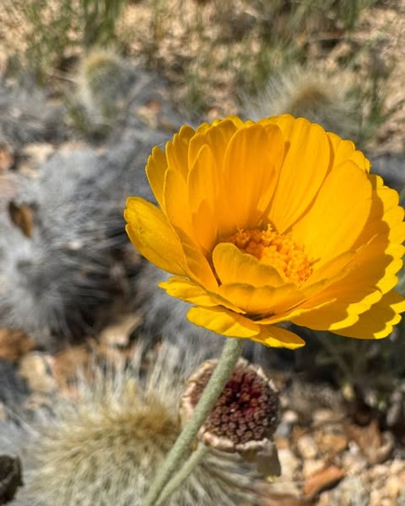Desert Marigold