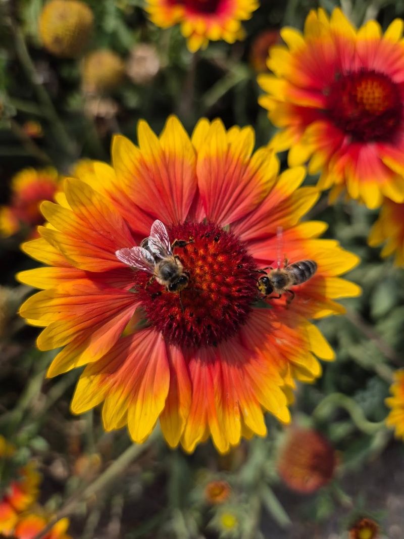 Blanketflower (Gaillardia aristata)
