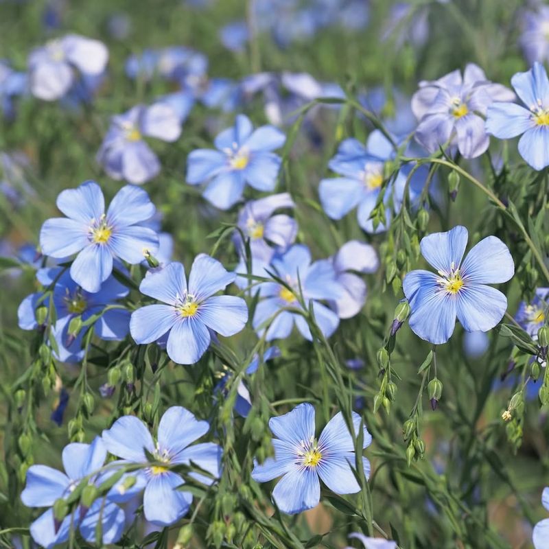 Lewis Flax (Linum lewisii)