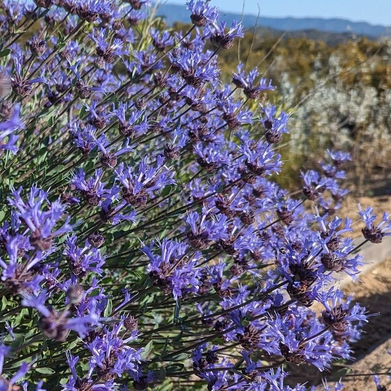 Cleveland Sage (Salvia clevelandii)