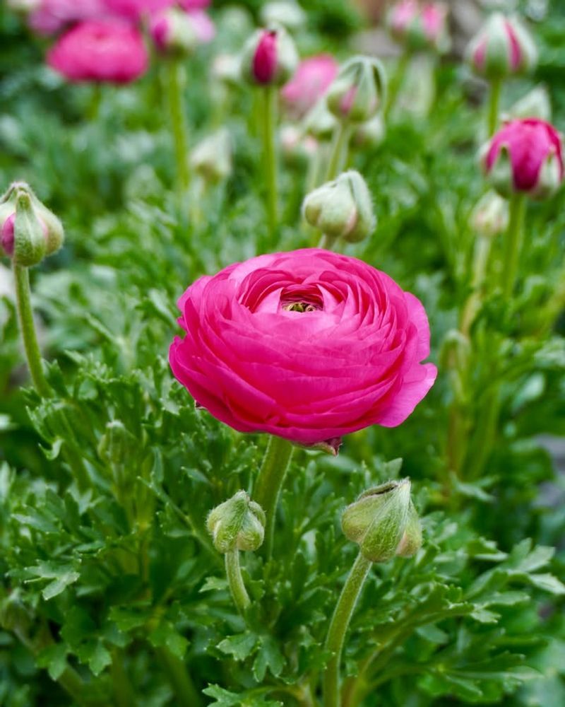 Ranunculus (Ranunculus asiaticus)