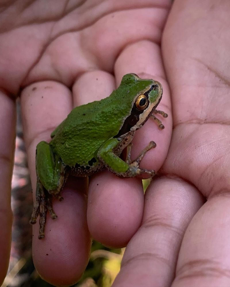 Pacific Tree Frogs Croak Under Legal Umbrella