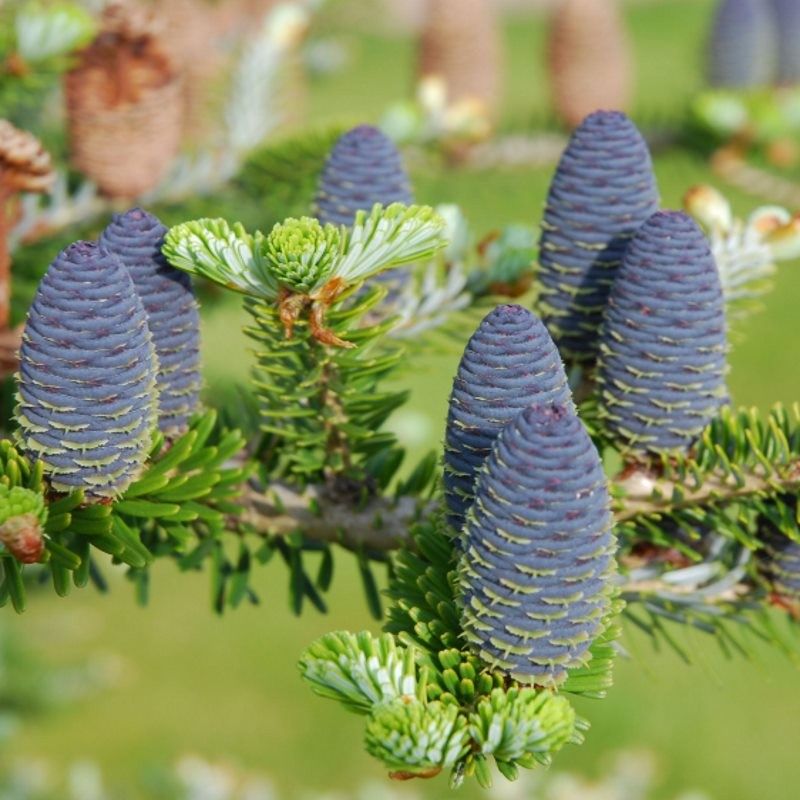 Korean Fir