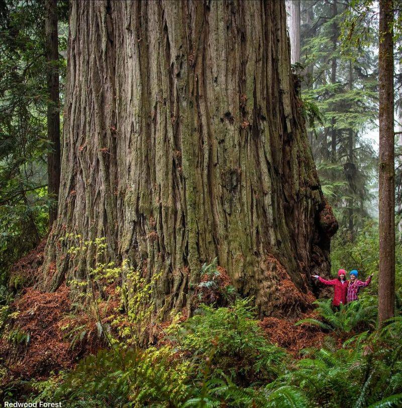 Coast Redwood (Sequoia Sempervirens)