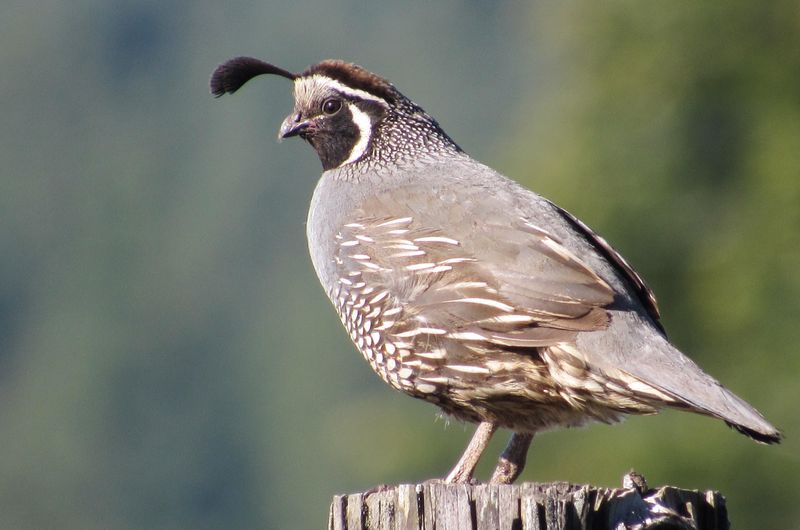 California Quail Strut With Legal Authority