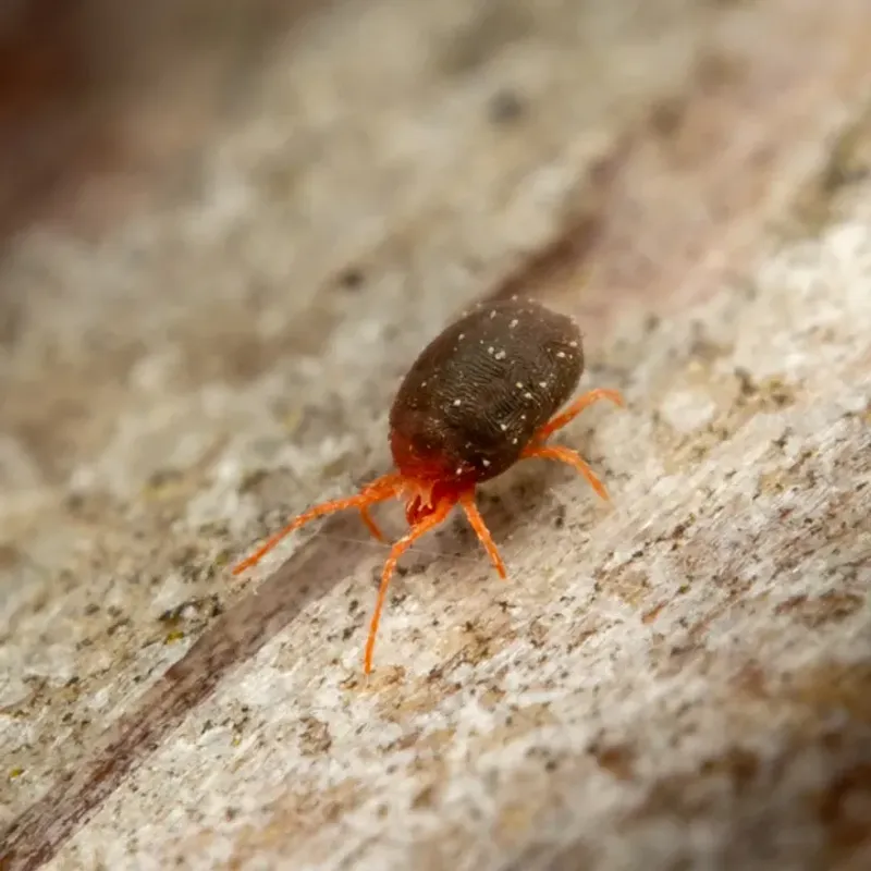 What Clover Mites Actually Are