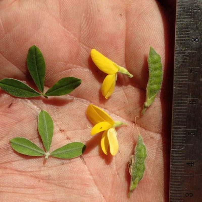 Seeds By The Thousands Create An Ongoing Problem