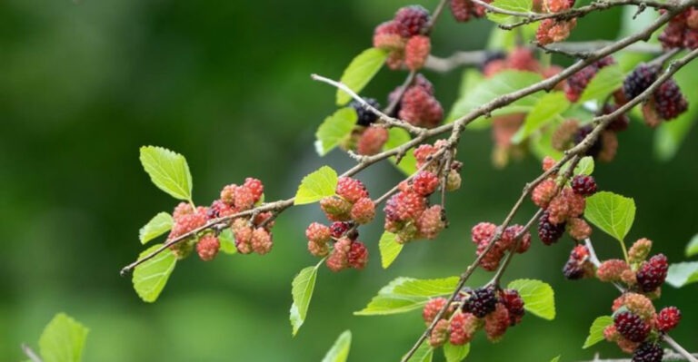 Mulberry Tree