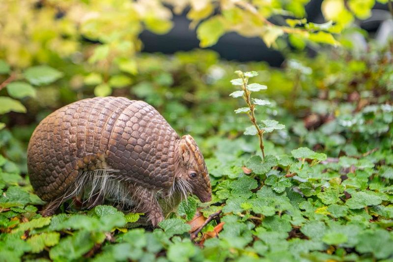 Never Use Poison Or Toxic Repellents