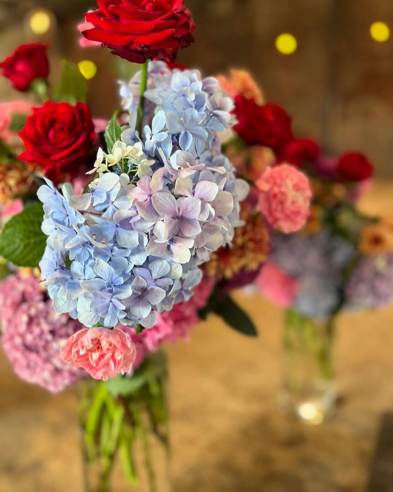 Hydrangeas