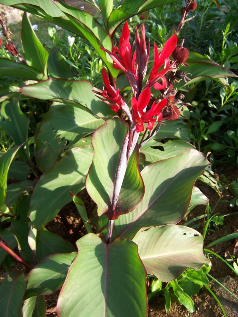 Canna Lily (Canna indica)