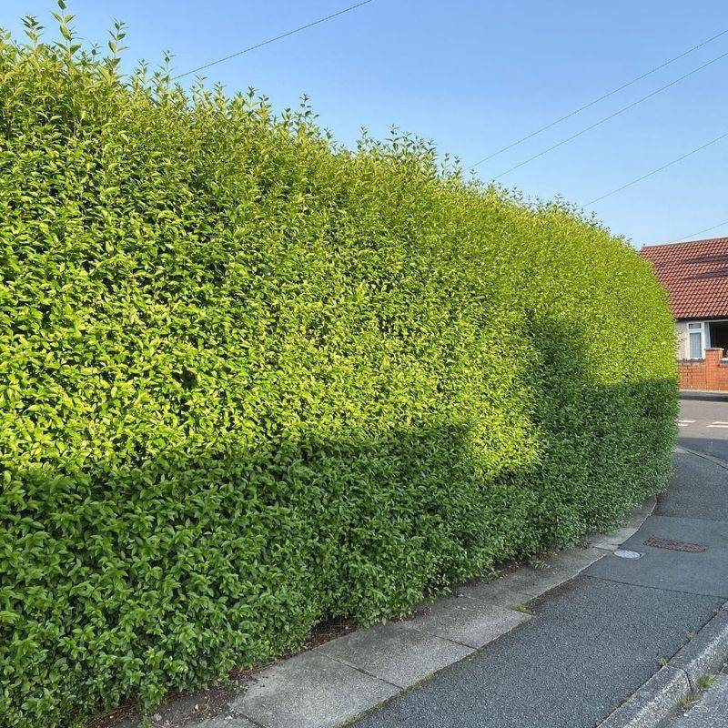 Privet Hedge (Ligustrum Obtusifolium)