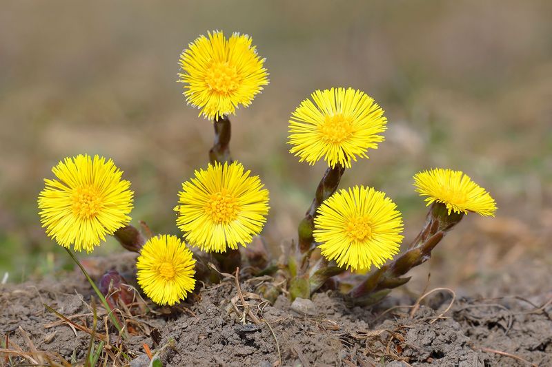 Coltsfoot (Tussilago Farfara)