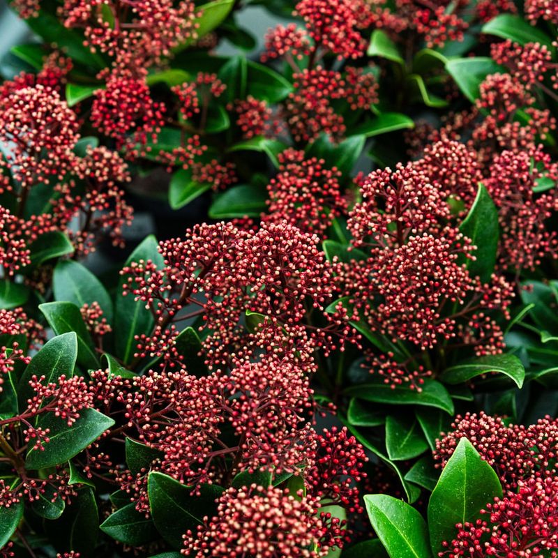 Skimmia