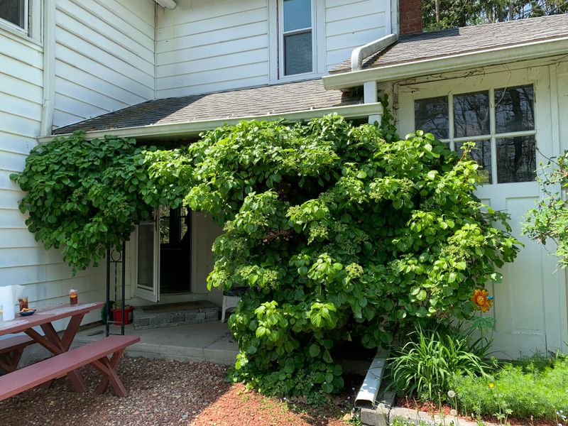 Hydrangea (climbing, panicle, and oakleaf types)