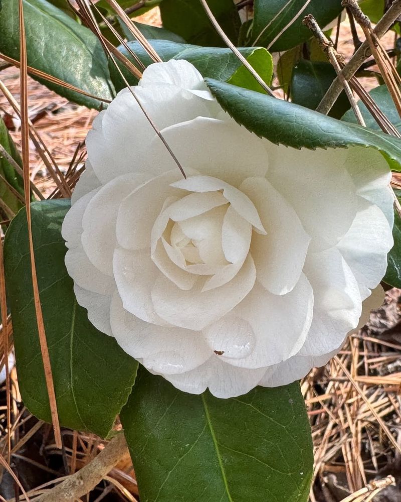 Camellia (Camellia japonica)