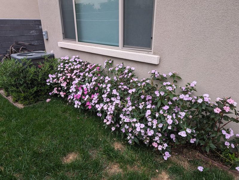 Impatiens (Impatiens walleriana)