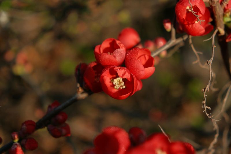 Flowering Quince