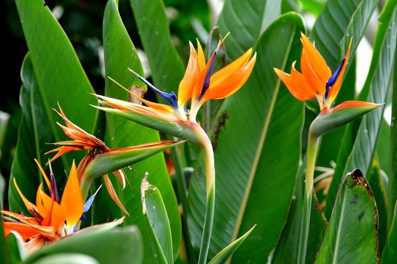 Bird Of Paradise
