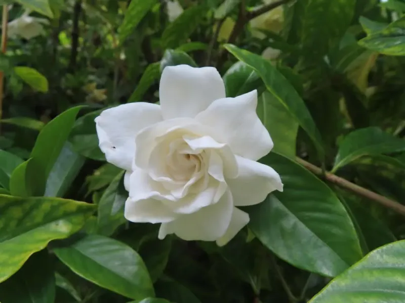 Gardenia