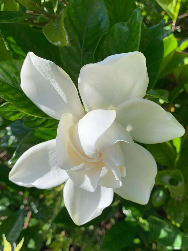 Gardenias