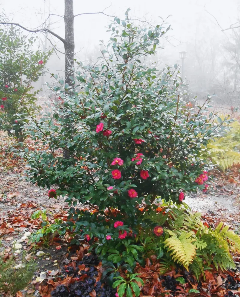 Camellias Thrive In Georgia's Mild Winters
