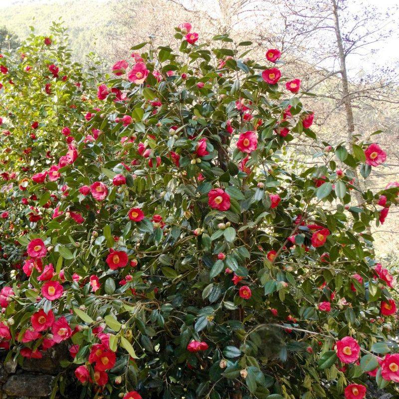 Camellias Make Georgia Gardens Look Established Instantly