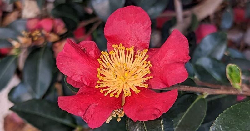 Winter Blooms Support Pollinators During Scarce Months