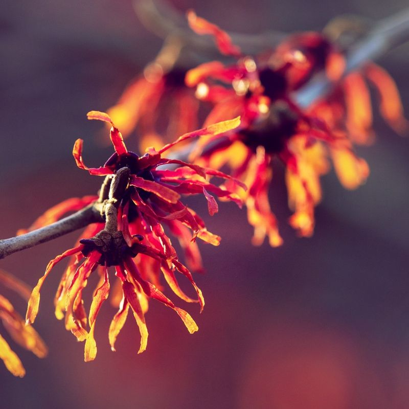 Witch Hazel Brings Spidery Blooms And Sweet Fragrance