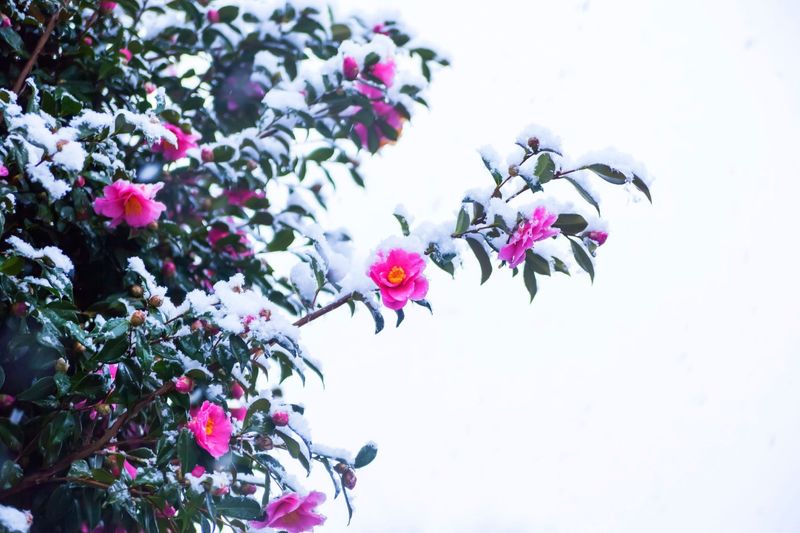 Winter Planting Helps Camellias Establish Strong Roots
