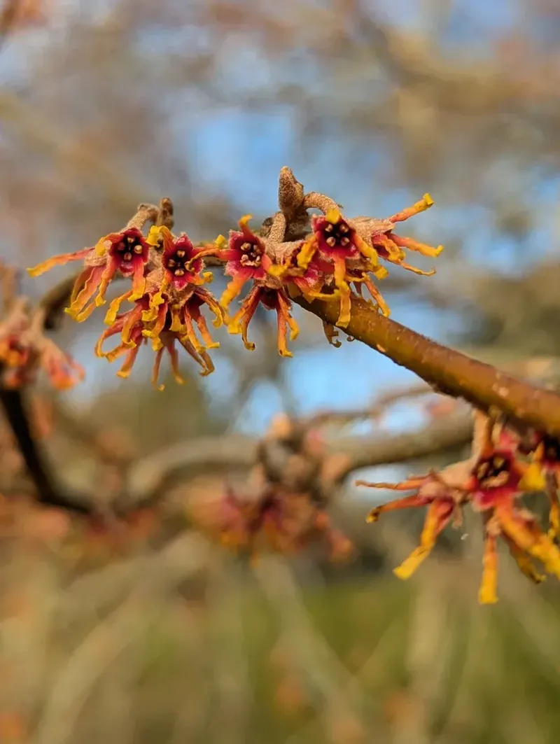 Witch Hazel